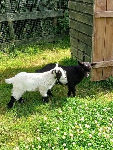 Pygmy Goat Wethers