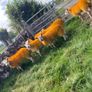 Texel X lambs Image 5