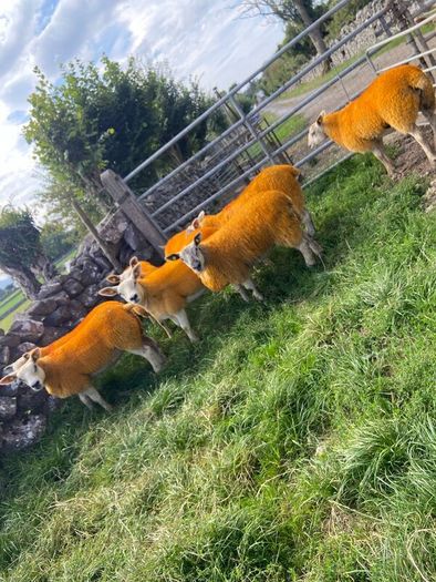 Texel X lambs