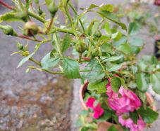 plant
