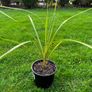 Irish Palm Image 9