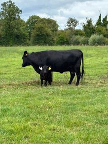 Dexter cows