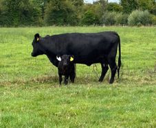 Dexter cows
