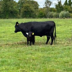 Dexter cows