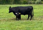 Dexter cows