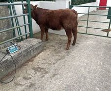 2 breeding  heifers