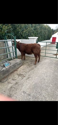 2 breeding  heifers