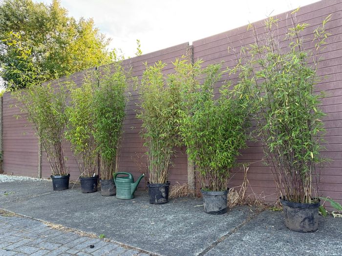 large clumping bamboos