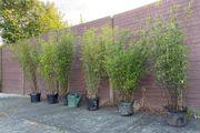 large clumping bamboos