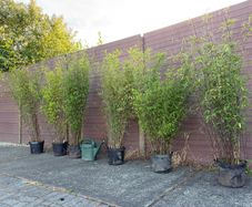 large clumping bamboos