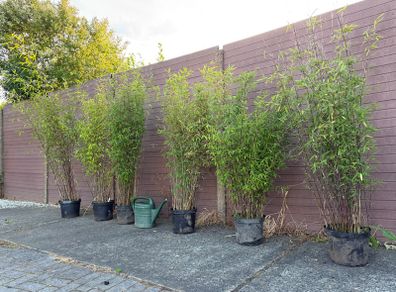 large clumping bamboos