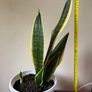 Snake Plant Image 2