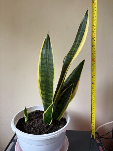 Snake Plant