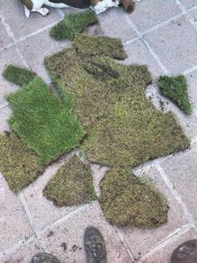 lawn turf