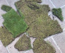 lawn turf