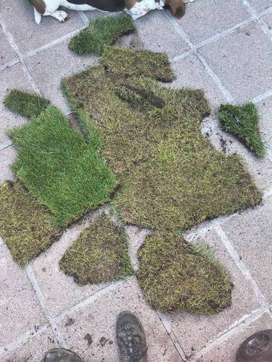 lawn turf