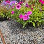Large Hanging Baskets Image 7