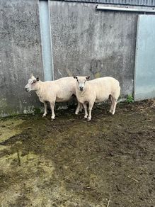 tuam mart 20th October dispersal sale