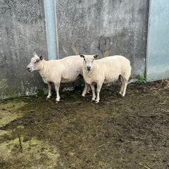 tuam mart 20th October dispersal sale