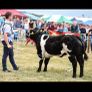 Online Belgian blue sale Image 5