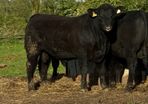PBR Angus Bulls