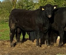 PBR Angus Bulls