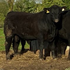 PBR Angus Bulls