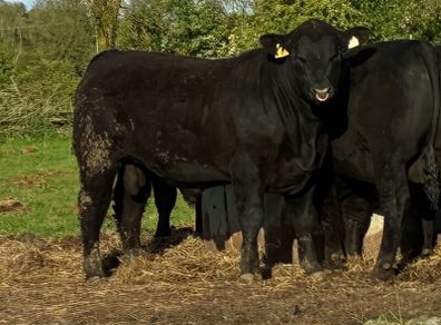 PBR Angus Bulls