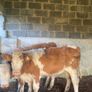 Breeding heifers Image 2