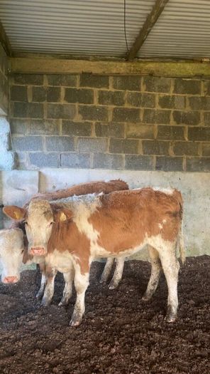 Breeding heifers