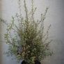 Pittosporum Image 2