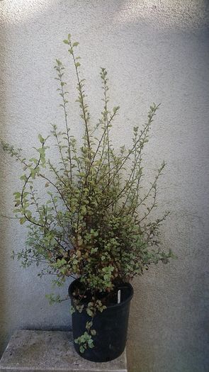 Pittosporum