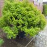 cryptomeria japonica elegans Image 5