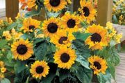 (S) Sunflower Polino Cola seeds 1g (883218)