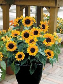 (S) Sunflower Polino Cola seeds 1g (883218)