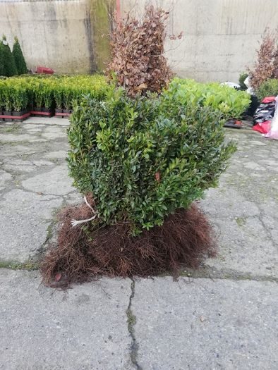 Box Hedging