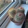 Mammillaria Cactus Red Hooked Spines Image 2