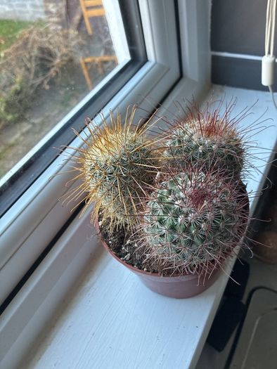 Mammillaria Cactus Red Hooked Spines