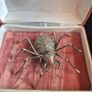 Vintage Irish Spider Brooch Image 6