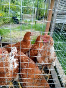 Roosters