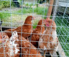 Roosters