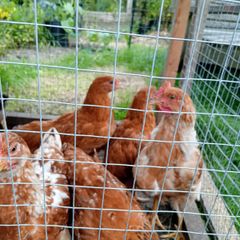 Roosters