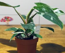 Philodendron White Princess in 12cm pot and 25cm in height