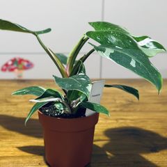 Philodendron White Princess in 12cm pot and 25cm in height