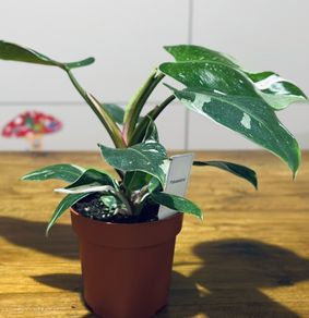 Philodendron White Princess in 12cm pot and 25cm in height