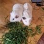 2 Male White Guinea Pigs + Cage Image 2