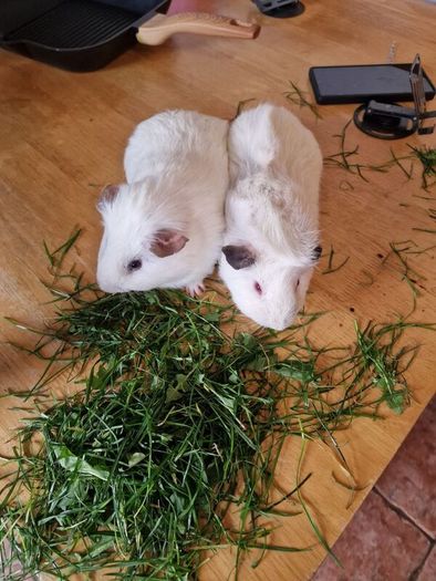 2 Male White Guinea Pigs + Cage