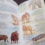 Scarce Book: Animals in Danger pocket pullout book Image 4