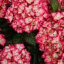 Large Hydrangea Plants Image 2