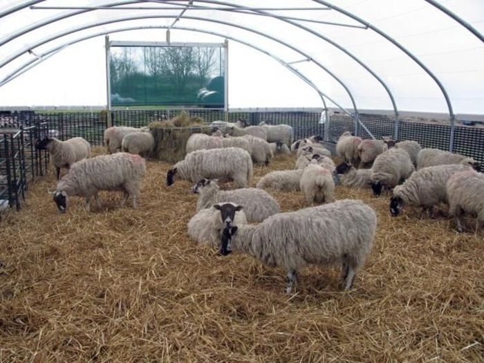 Polytunnels Kenmare